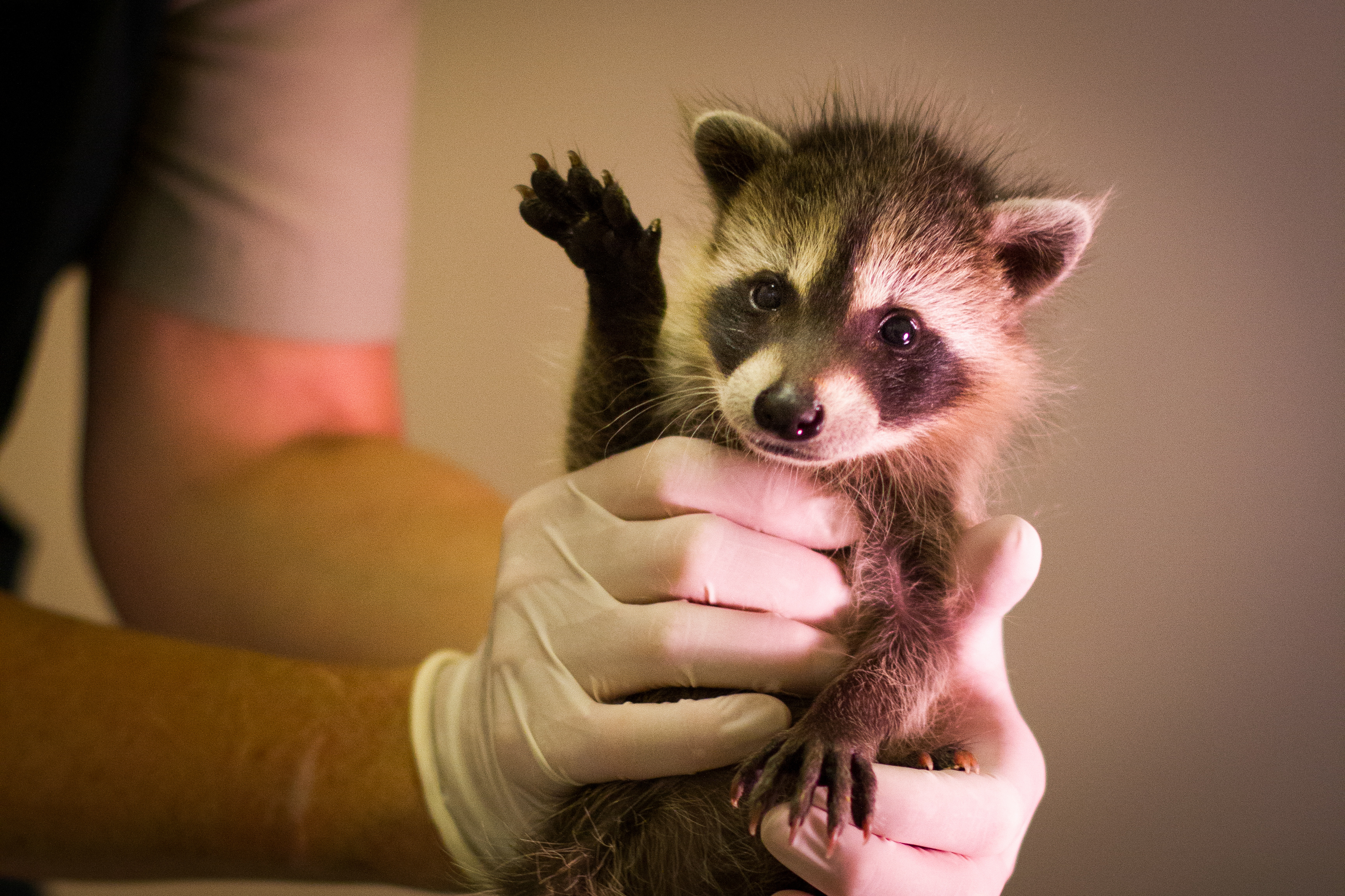 Wildlife Rescue raccon